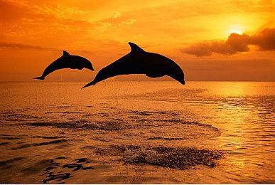 港服PS PLus高级会员二月新入库游戏：《地平线：西之绝境》、《生化危机7》等