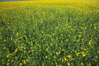 腾讯回应接手暴雪代理权问题：内部暂时没有相关消息